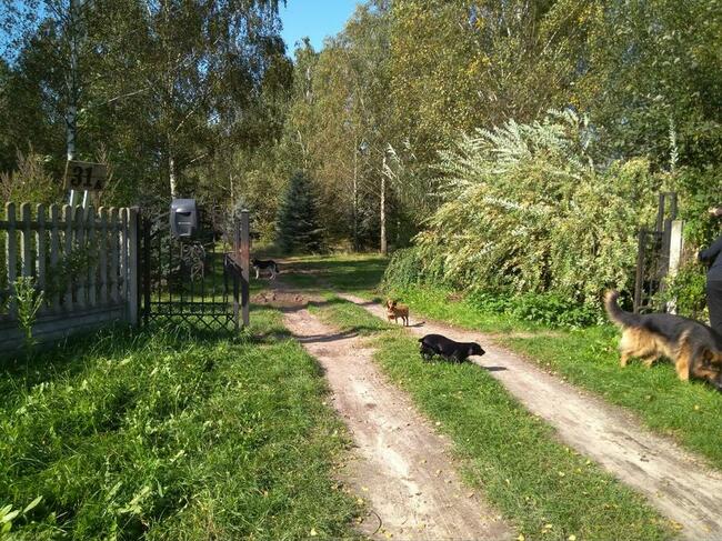 Dochodową działkę z plantacją borówki amerykańskiej sprzedam