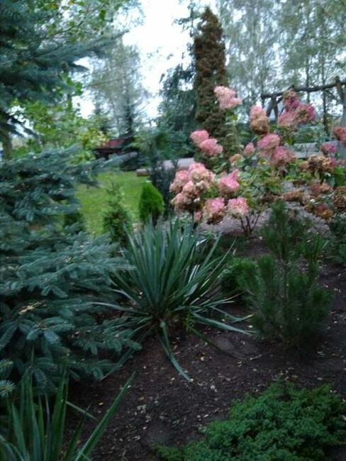 Dochodową działkę z plantacją borówki amerykańskiej sprzedam