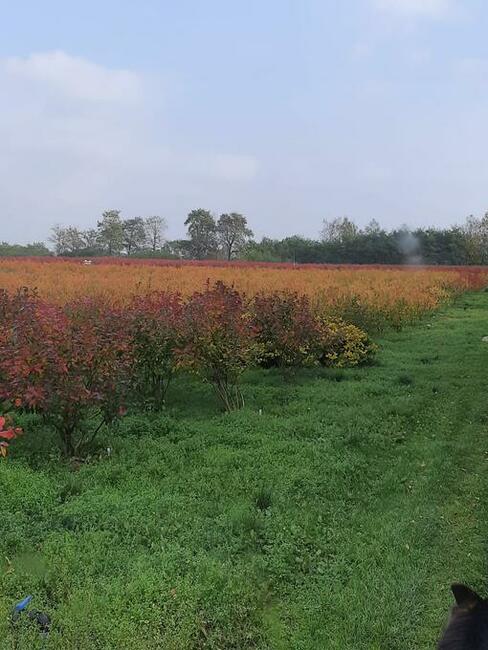 Dochodową działkę z plantacją borówki amerykańskiej sprzedam