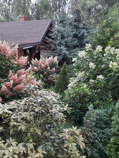 Dochodową działkę z plantacją borówki amerykańskiej sprzedam