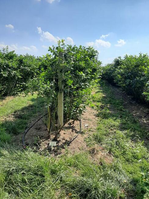 Dochodową działkę z plantacją borówki amerykańskiej sprzedam