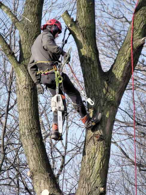 Wycinka drzew, utrzymanie zieleni, czyszczenie działek.