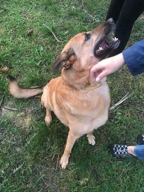 Wesoły proludzki psiak BŁAGA o kochający domek