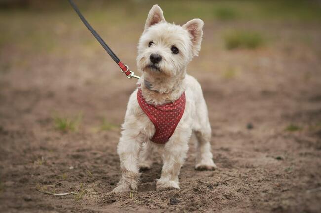 Dzidek szuka domu !!!