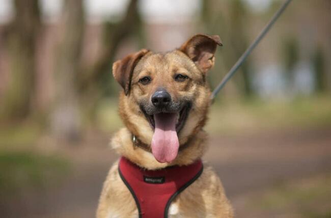 MARINA Z UKRAINY SZUKA DOMU