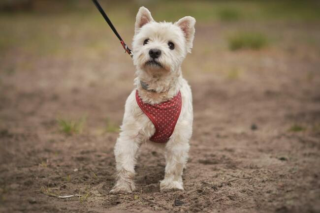 Dzidek szuka domu !!!