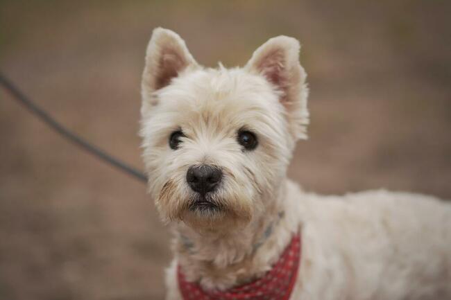 Dzidek szuka domu !!!