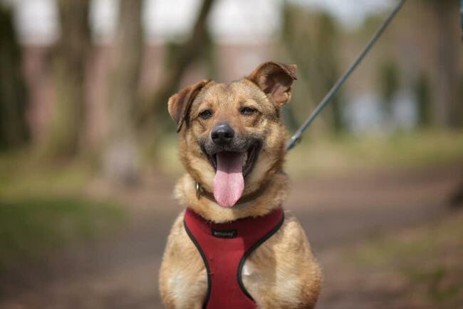 MARINA Z UKRAINY SZUKA DOMU