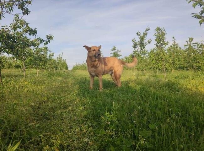 Wesoły proludzki psiak BŁAGA o kochający domek