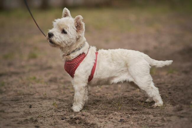 Dzidek szuka domu !!!