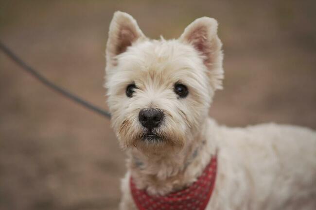 Dzidek szuka domu !!!