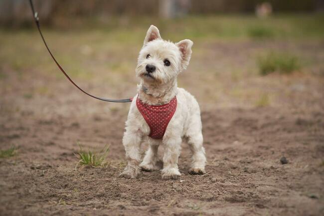 Dzidek szuka domu !!!