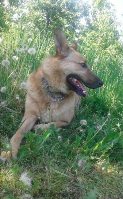 Cudowny psiak uwielbiajacy spacery czeka na wymarzony domek