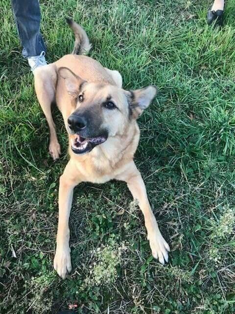 Cudowny psiak uwielbiajacy spacery czeka na wymarzony domek