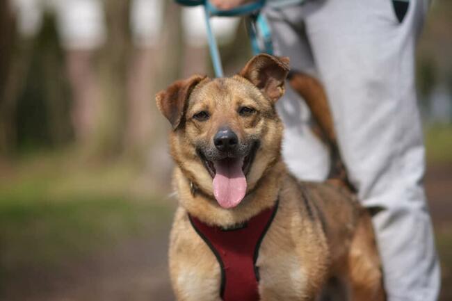 MARINA Z UKRAINY SZUKA DOMU