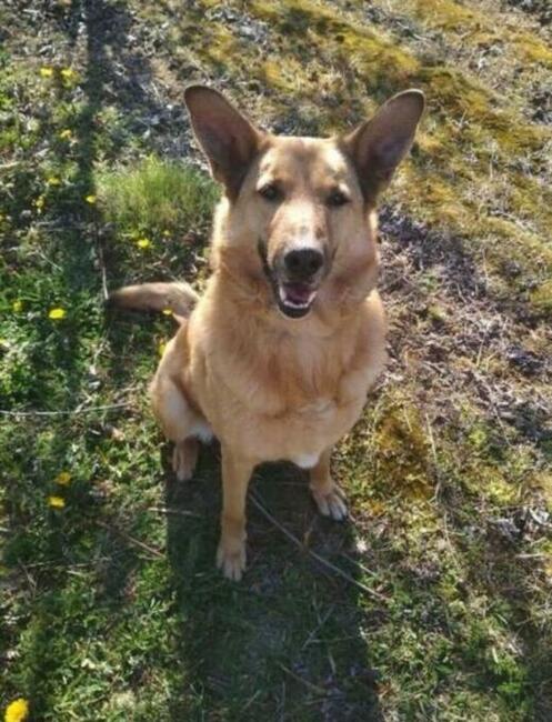 Cudowny psiak uwielbiajacy spacery czeka na wymarzony domek