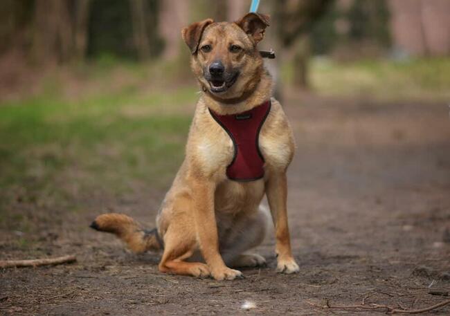 MARINA Z UKRAINY SZUKA DOMU