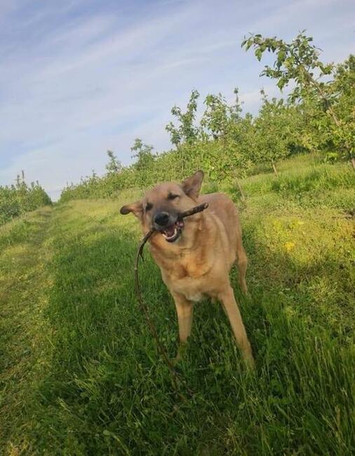 Cudowny psiak uwielbiajacy spacery czeka na wymarzony domek