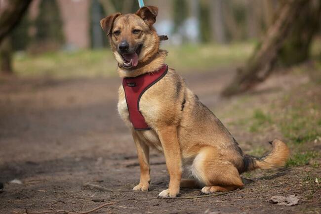 MARINA Z UKRAINY SZUKA DOMU