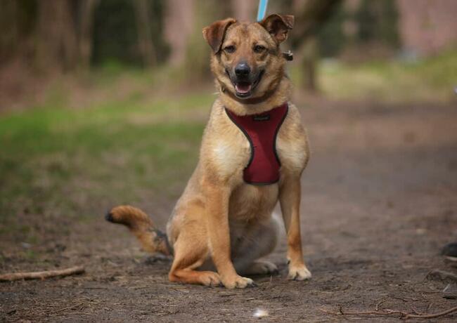 MARINA Z UKRAINY SZUKA DOMU