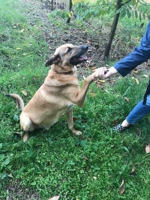 Cudowny psiak uwielbiajacy spacery czeka na wymarzony domek