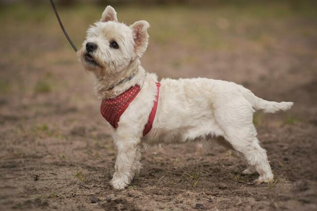 Dzidek szuka domu !!!