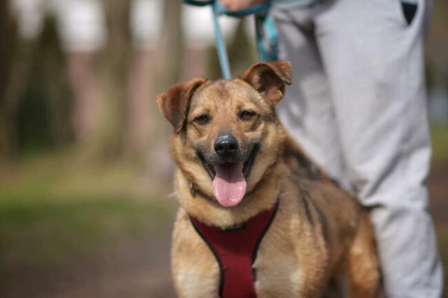 MARINA Z UKRAINY SZUKA DOMU