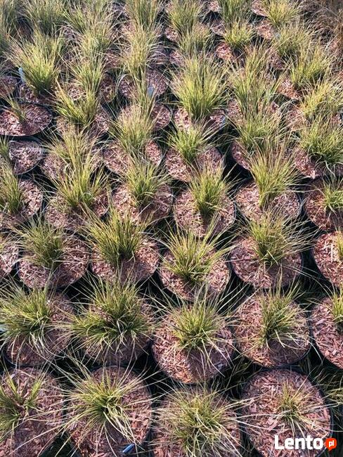 Mulcz Szkółkarski - podłoże 70L