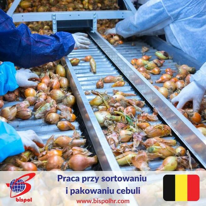 Praca na produkcji - pakowanie i sortowanie cebuli - Belgia