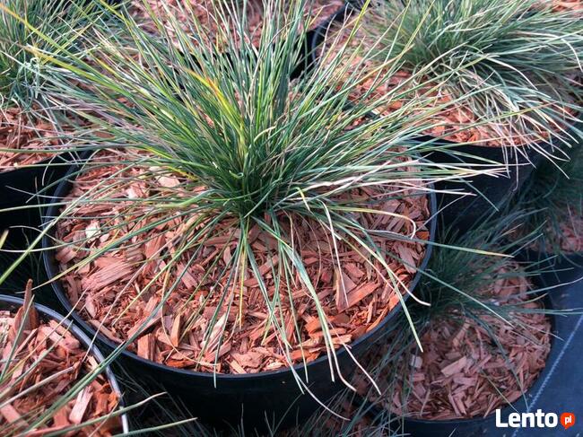 Mulcz Szkółkarski - podłoże 70L