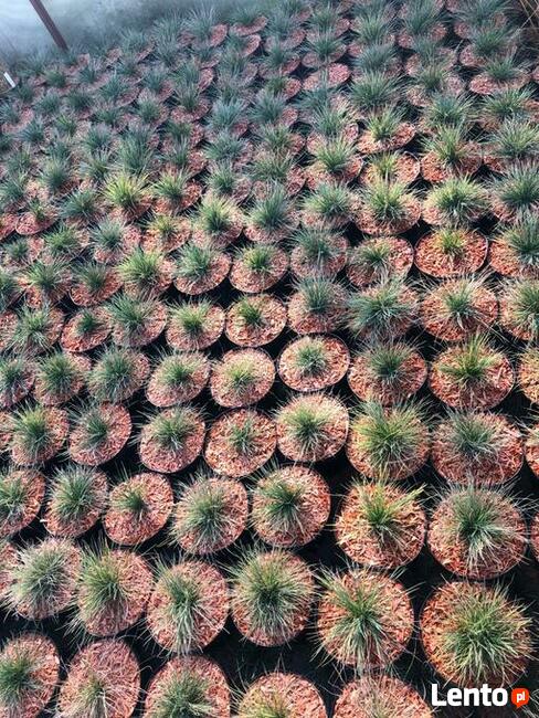 Mulcz Szkółkarski - podłoże 70L