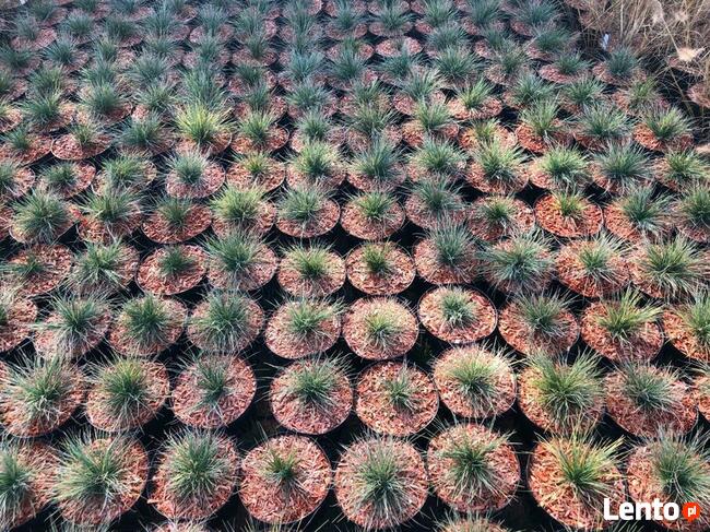 Mulcz Szkółkarski - podłoże 70L