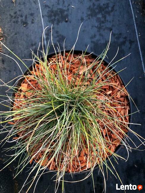 Mulcz Szkółkarski - podłoże 70L