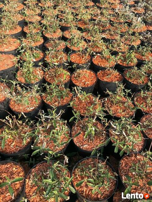 Mulcz Szkółkarski - podłoże 70L