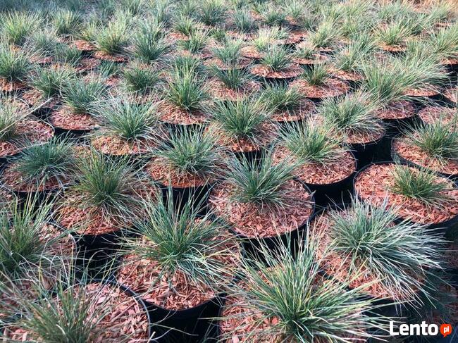 Mulcz Szkółkarski - podłoże 70L