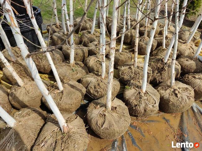 Brzoza pożyteczna DOORENBOS -duże sadzonki śląsk małopolska