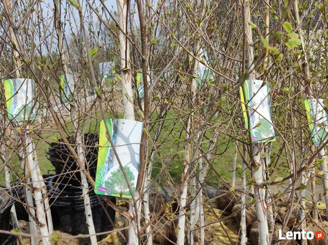 Brzoza pożyteczna DOORENBOS -duże sadzonki śląsk małopolska