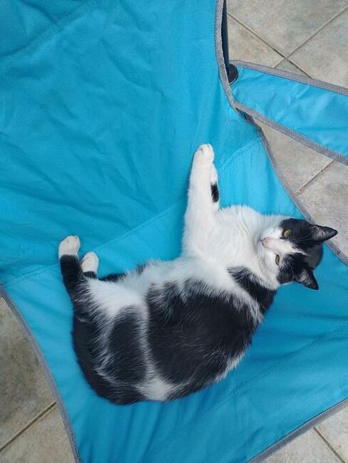 Zaginęła 8 letnia czarno biała kotka