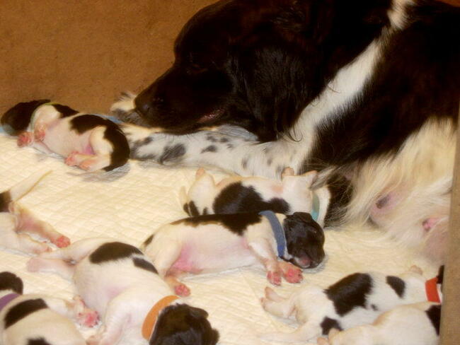 Wyżeł Fryzyjski (Stabyhoun) szczenie z rodowodem ZKwP FCI