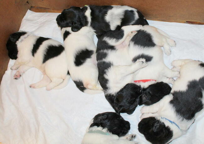 Wyżeł Fryzyjski (Stabyhoun) szczenie z rodowodem ZKwP FCI