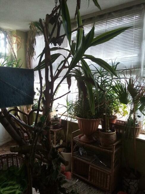 Komfortowy dom 250m2 na działce 31arow