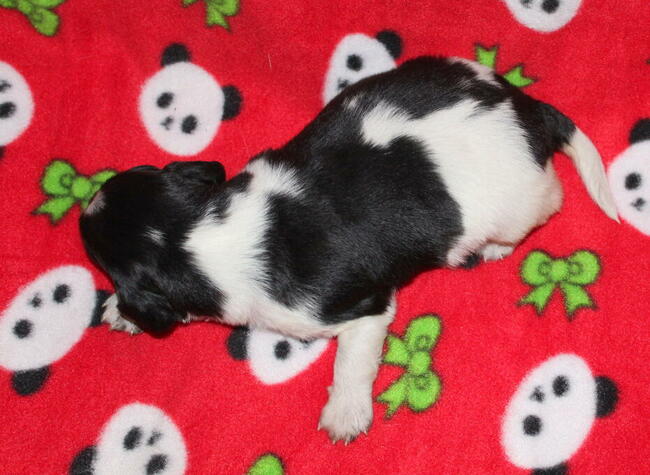 Wyżeł Fryzyjski (Stabyhoun) szczenie z rodowodem ZKwP FCI