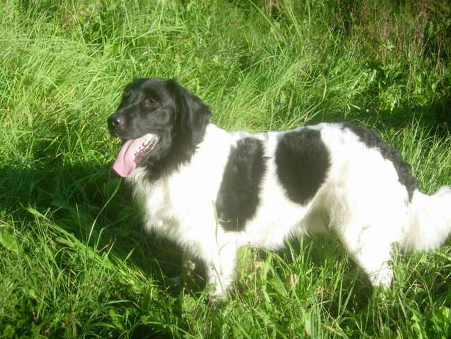 Wyżeł Fryzyjski (Stabyhoun) szczenie z rodowodem ZKwP FCI