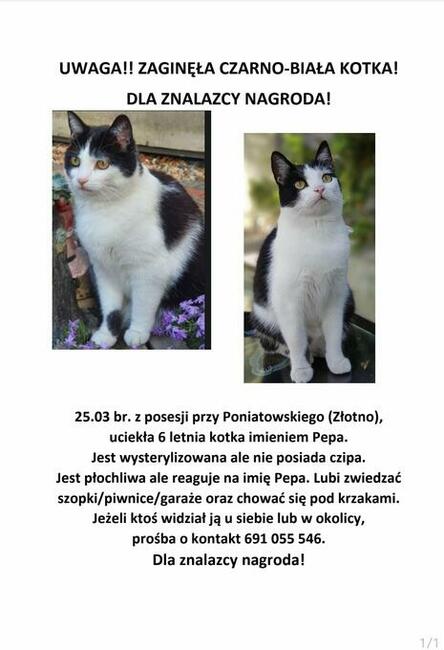 Zaginęła 8 letnia czarno biała kotka