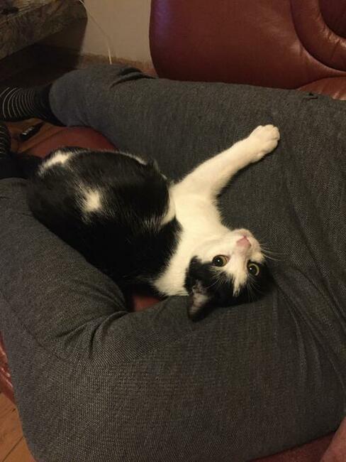 Zaginęła 8 letnia czarno biała kotka