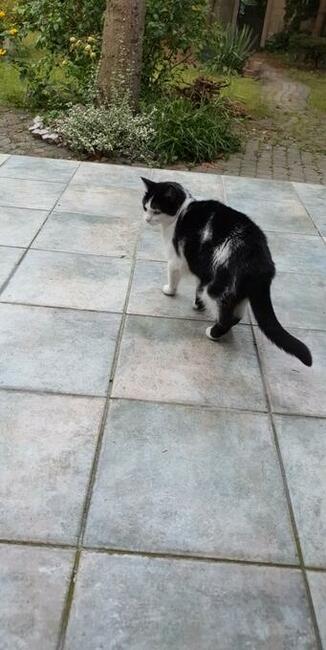 Zaginęła 8 letnia czarno biała kotka