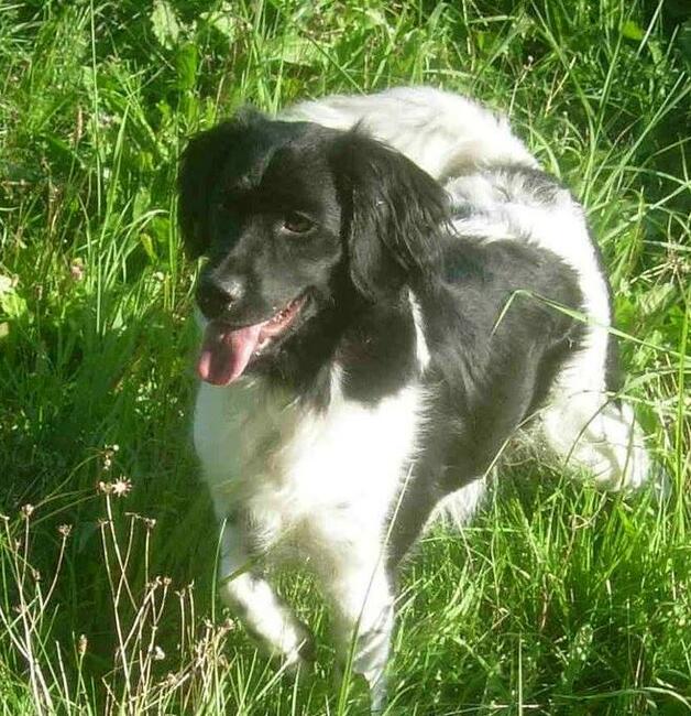 Wyżeł Fryzyjski (Stabyhoun) szczenie z rodowodem ZKwP FCI