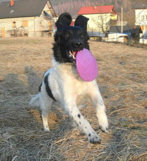 Wyżeł Fryzyjski (Stabyhoun) szczenie z rodowodem ZKwP FCI