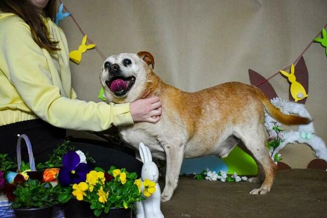 Cudowny staruszek kochający ludzi BŁAGA PILNIE o domek