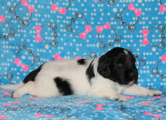 Wyżeł Fryzyjski (Stabyhoun) szczenie z rodowodem ZKwP FCI